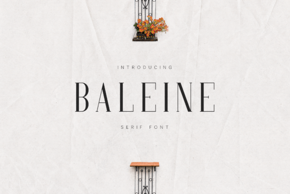 Baleine Serif Font for Modern Web Design